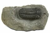 Detailed Morocops Trilobite - Ofaten, Morocco #345187-3